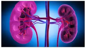 Does a High-Protein Diet Affect Your Kidneys? What Science Really Says