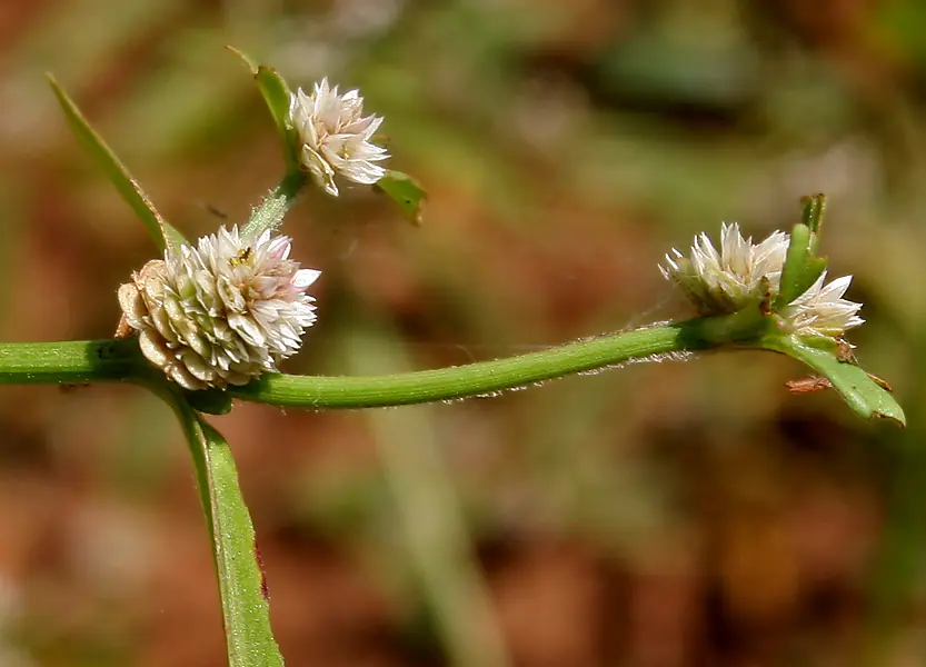 The Hidden Power of Sessile Joyweed: 30 Potential Health Benefits of Alternanthera sessilis