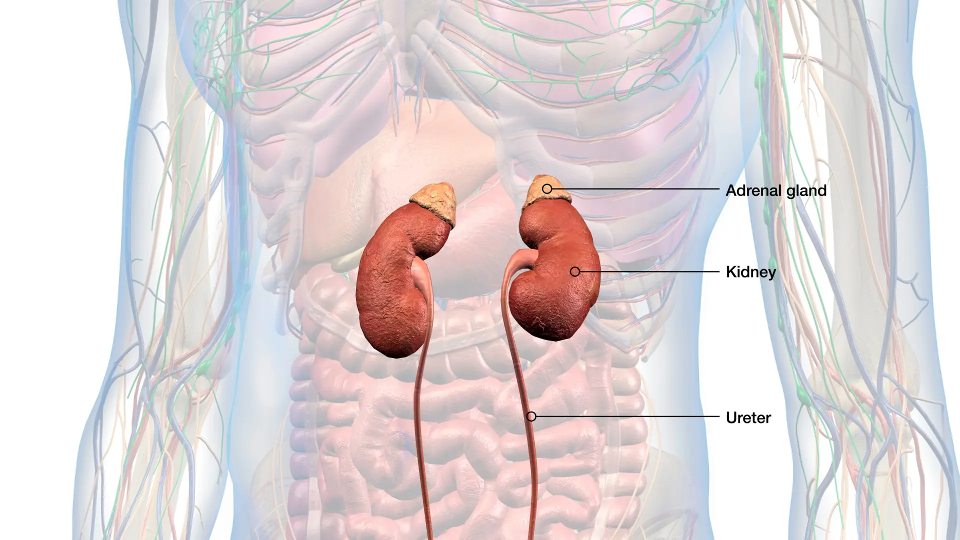 5 skin symptoms that might suggest an underlying kidney condition