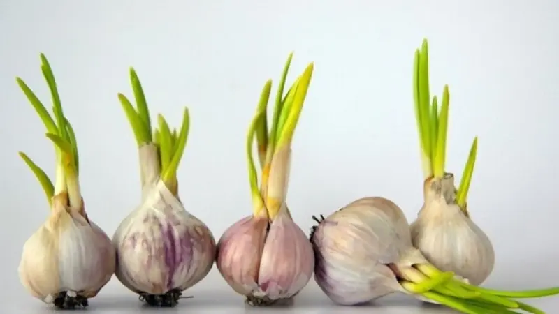 Before throwing away sprouted garlic, know that it contains valuable compounds for health