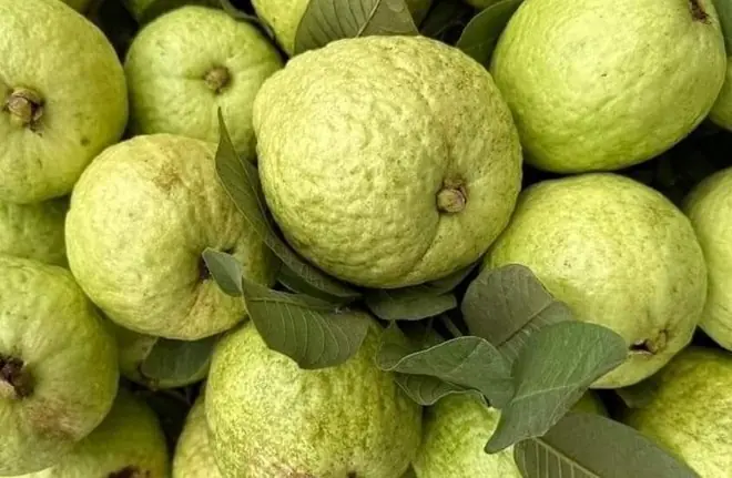 Guava Recipes for Balanced Blood Sugar and Stronger Hair – Natural Remedies that Work