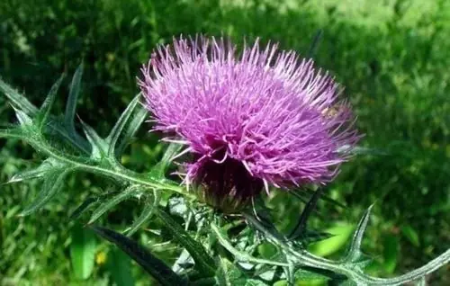 Bull Thistle: An underrated wild plant with impressive natural benefits