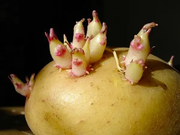 What You Should Know About the Health Risks of Sprouting Potatoes