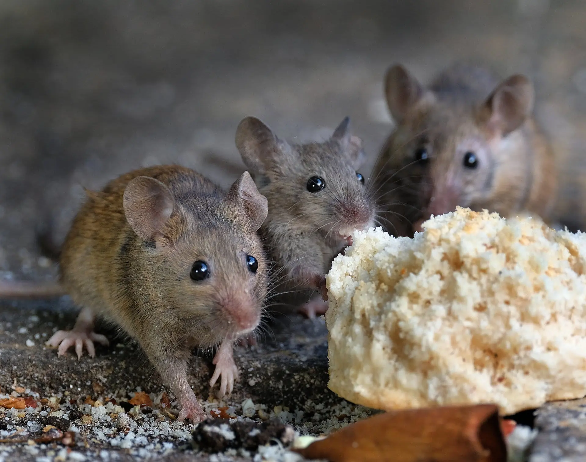 6 Simple but Effective Ways to Keep Mice Out of Your Home