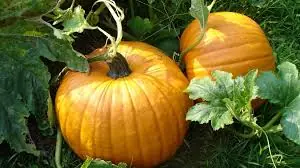 What Happens to Your Body When You Eat Pumpkin Regularly