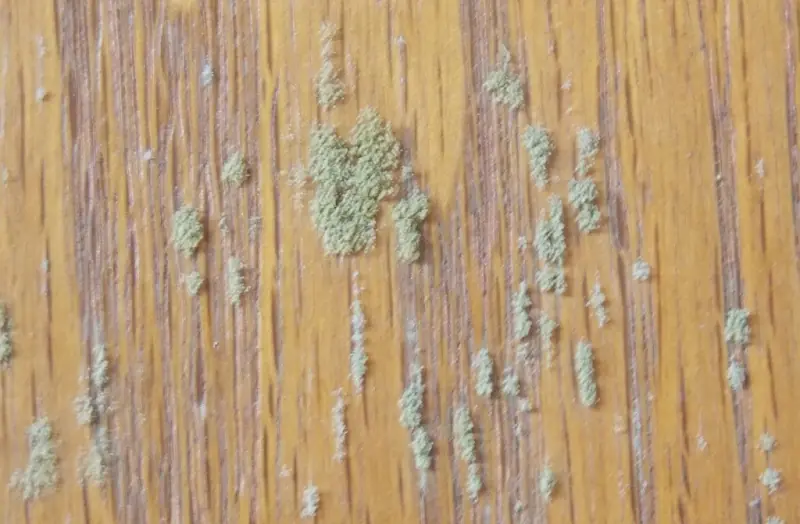 How to keep your closet mold-free and eliminate unpleasant smells