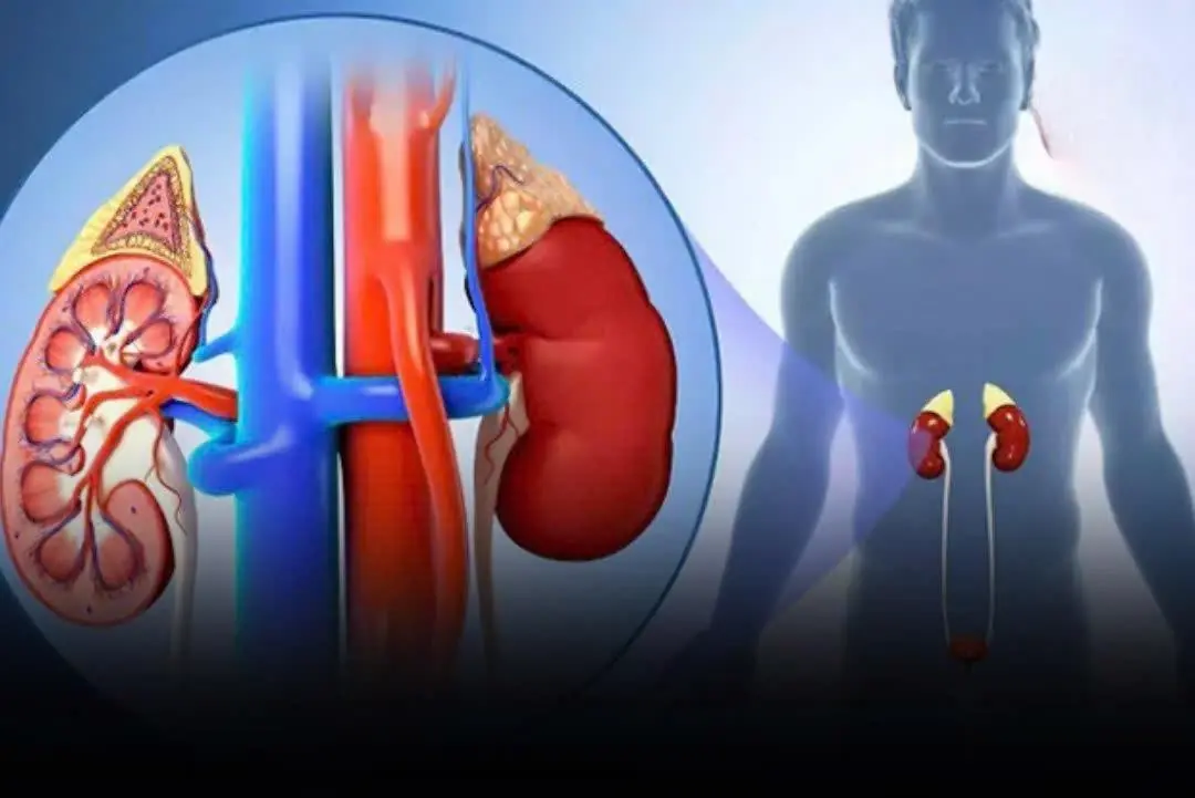 Most people don’t notice kidney failure until it’s too late — remember this to prevent it