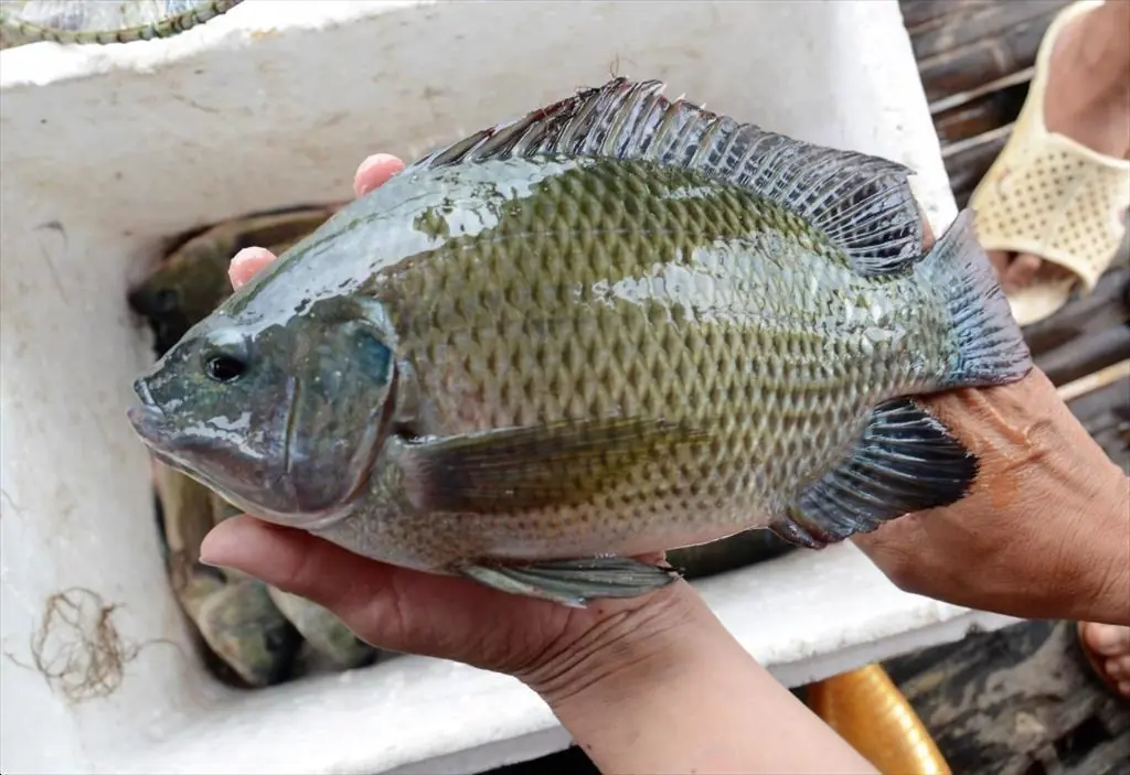 Tilapia on Your Plate? Here’s What Health Experts Say