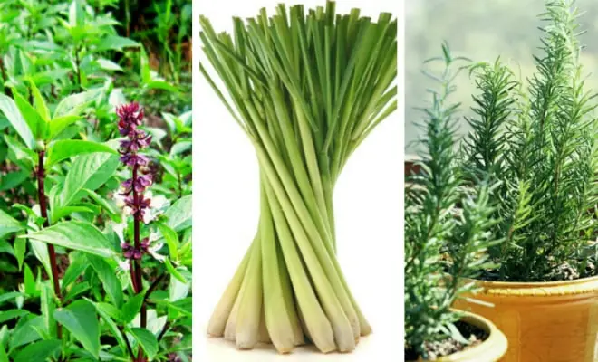 5 space-saving plants that can help keep mosquitoes, flies and cockroaches out of your home