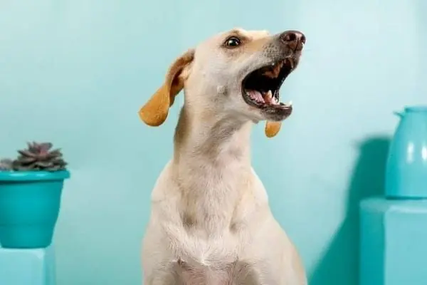 Why dogs react aggressively to some people but stay calm around others?