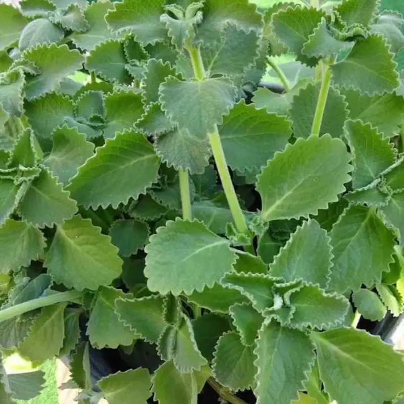 A Scientific Look at Oregano’s Role in Supporting Wellness