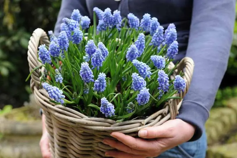 Muscari: The Stunning Spring Flower That May Be Edible When Properly Identified