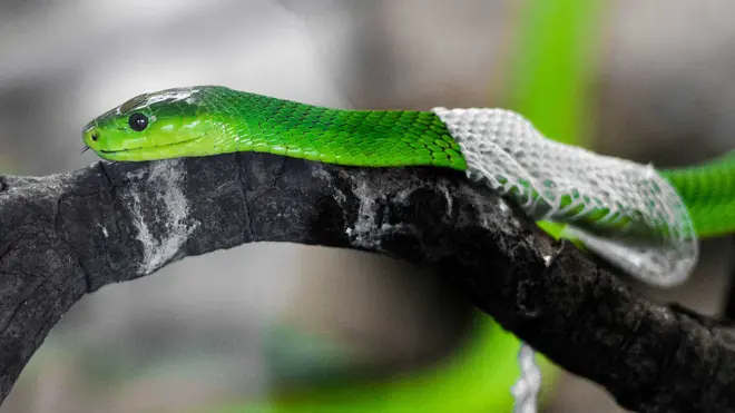6 plants that snakes tend to favor and 3 natural plants that may repel them