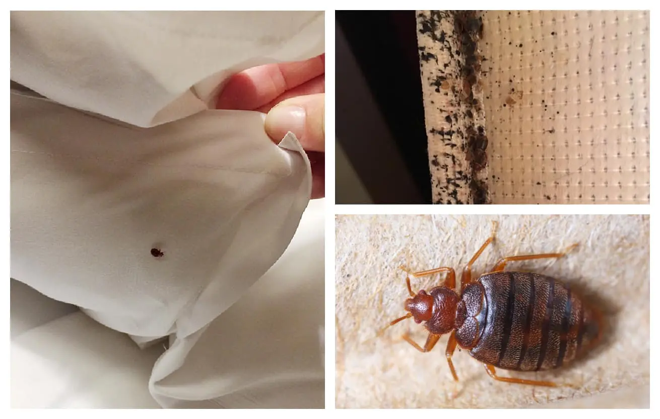 Where Do Bedbugs Come From? And How to Get Rid of Them for Good