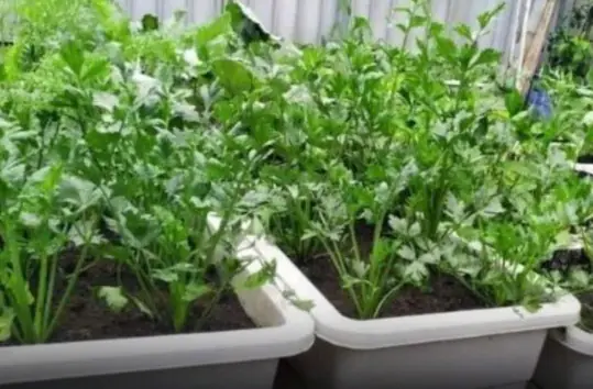 The Secret to Natural Protection May Be Growing on Your Balcony