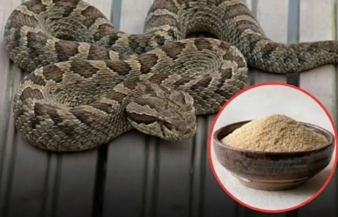 Let’s break down 7 smells snakes hate and how to use them to keep these slithery visitors away from your home
