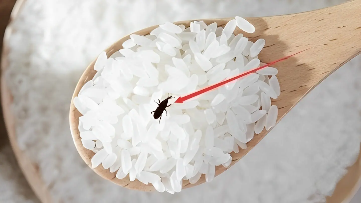 Simple Ways to Store Rice and Keep It Free from Weevils and Mold