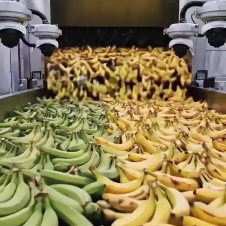 What happens when you eat bananas in the morning? Experts explain