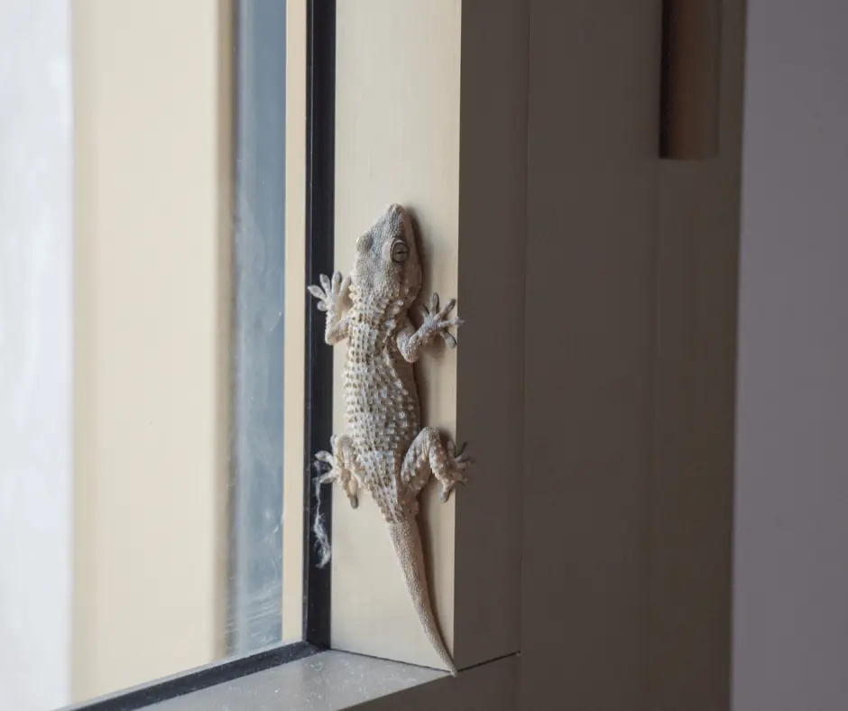 What Does It Mean When a Lizard Comes Into Your House?