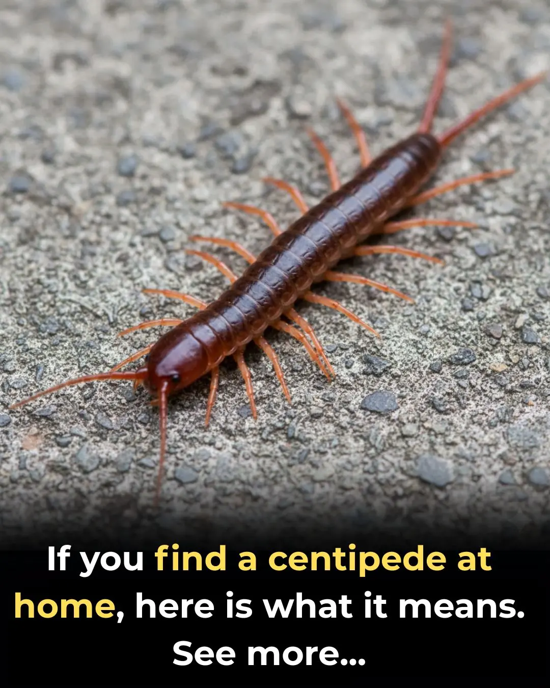 If you find a centipede at home, here is what it means...