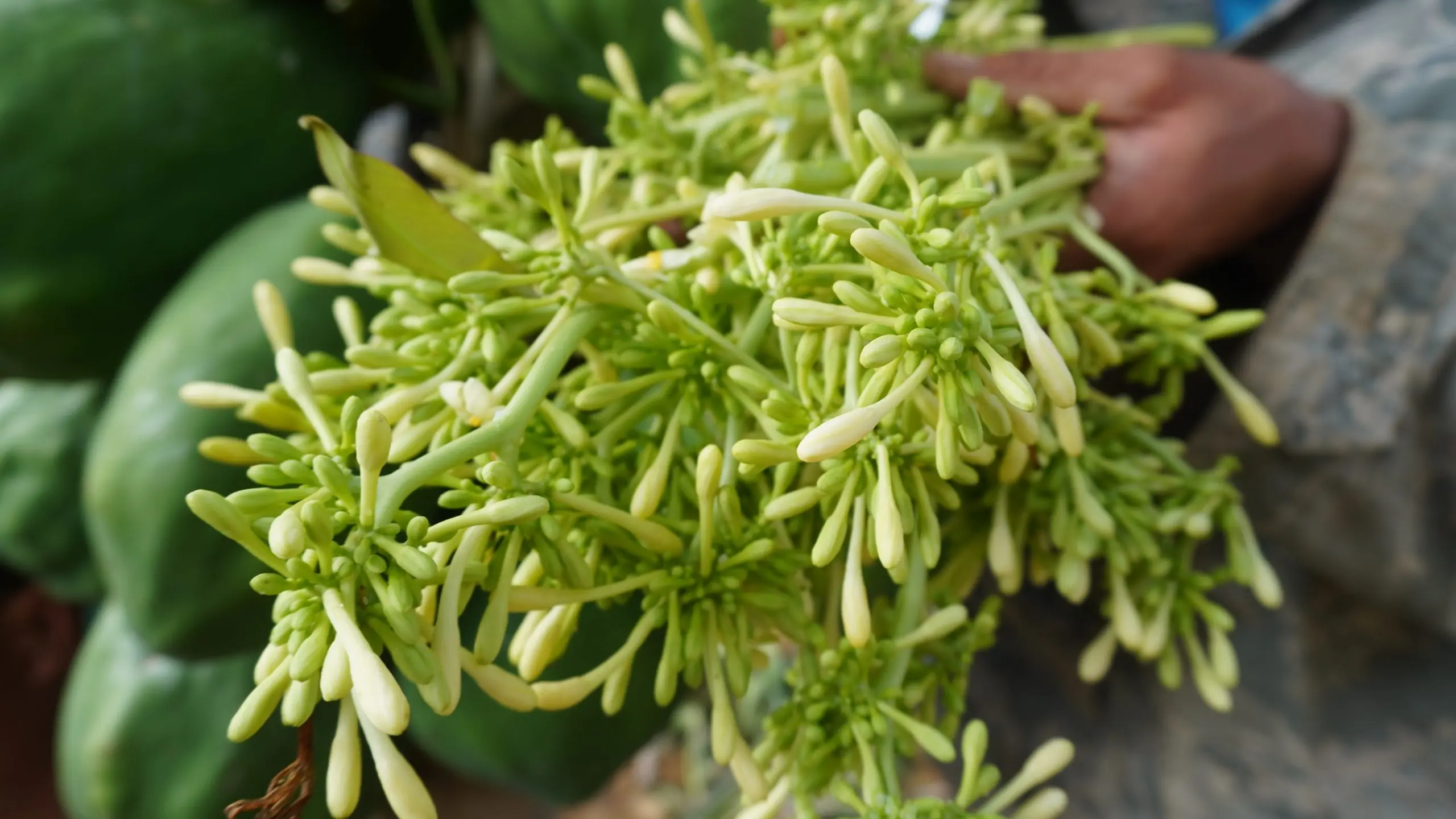 Why Male Papaya Flowers Are Valued for Health and How to Use Them Properly?