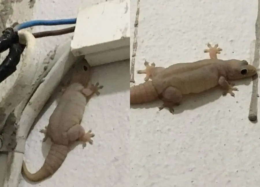 When a Lizard Shows Up in Your Home, Many Believe It Has a Hidden Meaning...