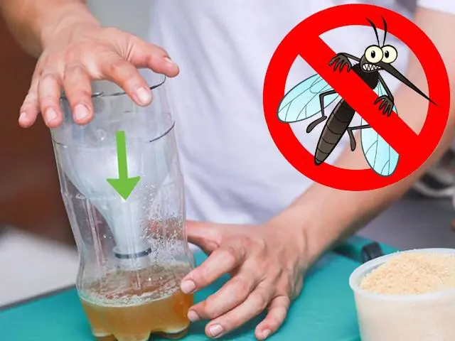 A Bowl of Water Can Help Repel Mosquitoes in a Surprisingly Simple Way