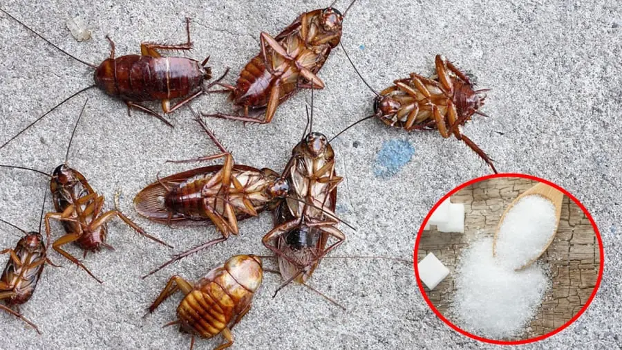 Combine sugar with this common ingredient to control cockroaches in your home