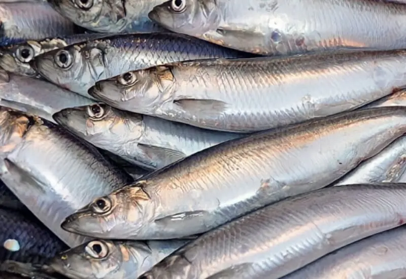 7 Healthy and Affordable Fish That Many People Don’t Notice at the Market