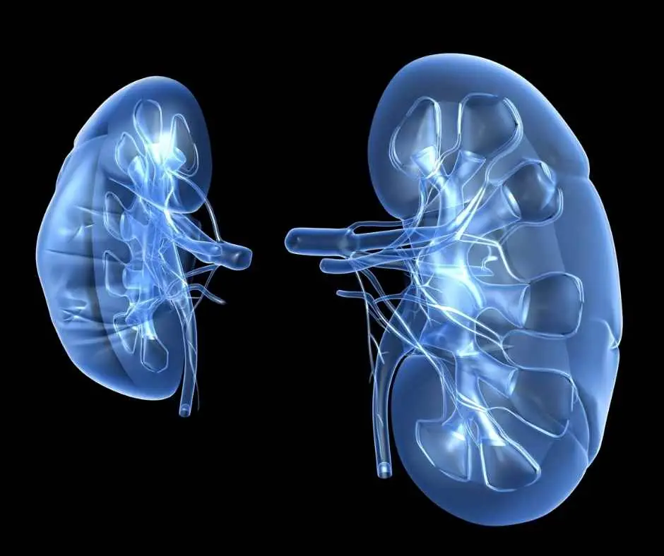 A Common Ear Symptom Found in Over 70% of Kidney Failure Patients—Have You Checked Yours?