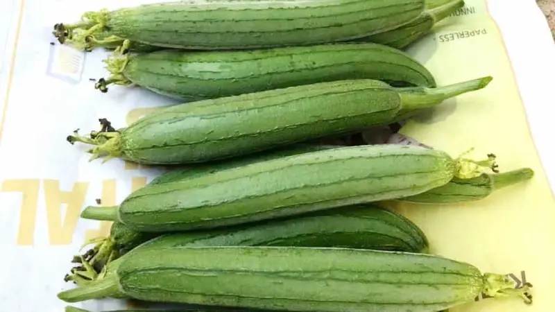 Loofah, Bottle Gourd, and Squash Are Healthy, but Bitter Ones Should Not Be Consumed