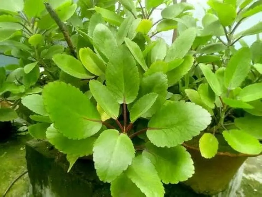 The Hidden Benefits of the Leaf of Life Plant Growing Around Your Home