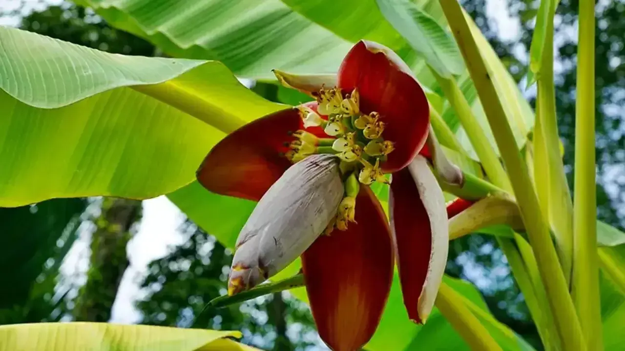 The Benefits of Banana Blossom and How to Use It in Recipes