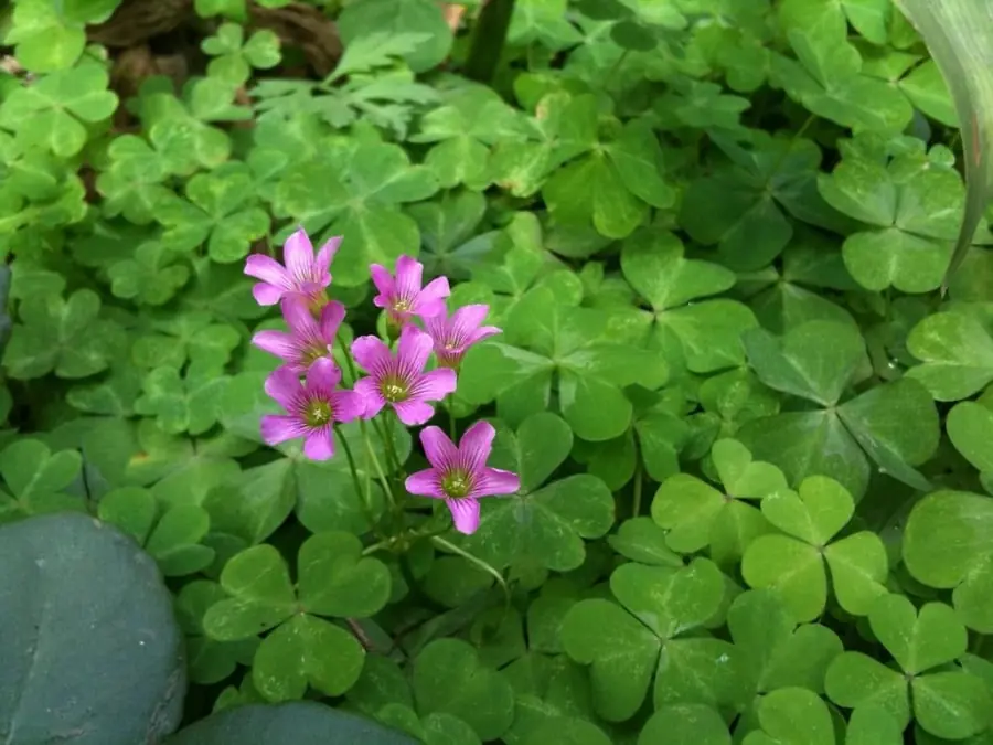 A Wild Garden Plant Many People Once Ignored Turns Out to Be Nutritious and Delicious