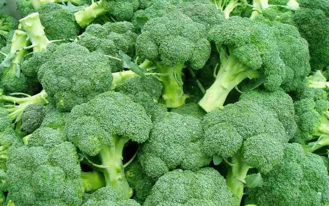 This Everyday Vegetable Is Often Ignored, Yet It’s Full of Amazing Nutrition