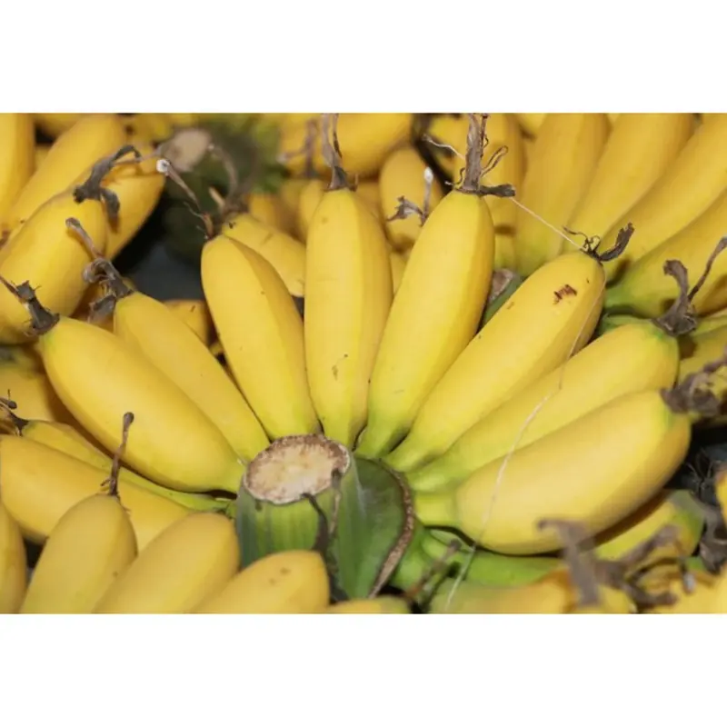 The Surprising Effects of Eating a Banana Every Day