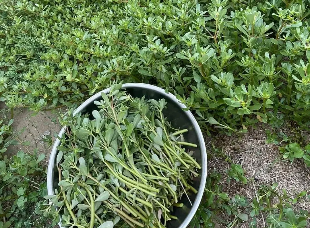 30 Reasons Why Purslane Is Considered a Powerful Plant for Health