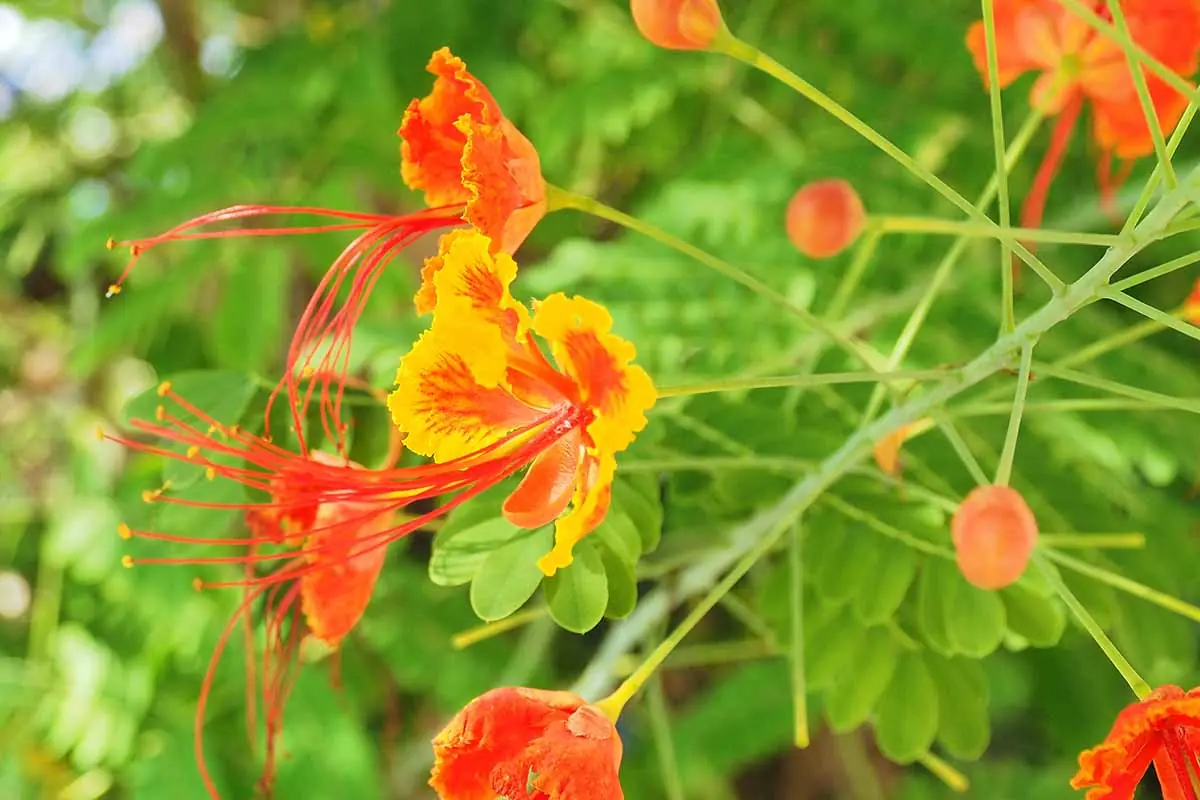 The Hidden Healing Power of Caesalpinia pulcherrima – The Peacock Flower