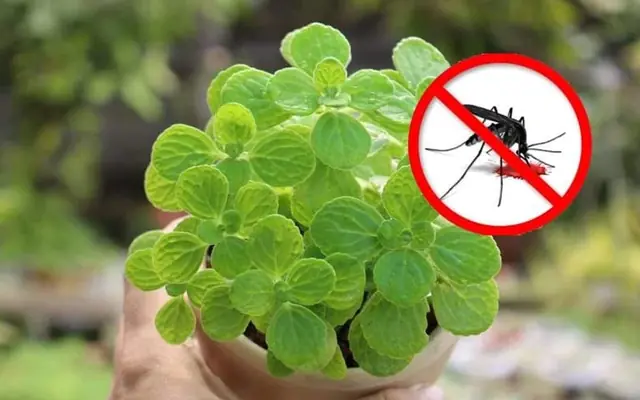 7 attractive plants that smell great and help keep mosquitoes away