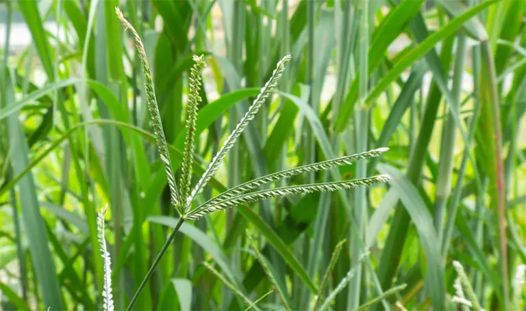 Goosegrass: The Surprising Benefits Most People Don’t Know About