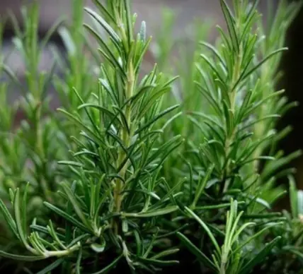 The Surprising Benefits of This Plant for Older Adults