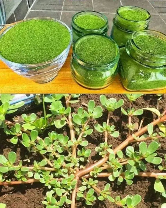 Purslane – The “Superfood Weed” That Tastes Better Than Meat: 7 Reasons You Should Grow It