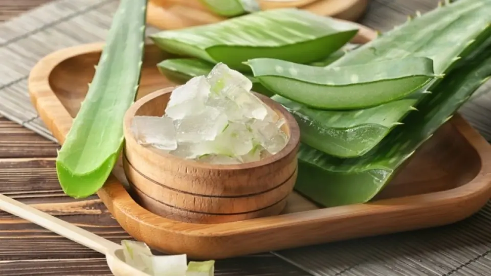 Aloe Vera Extract and Its Outstanding Benefits for Skin Care