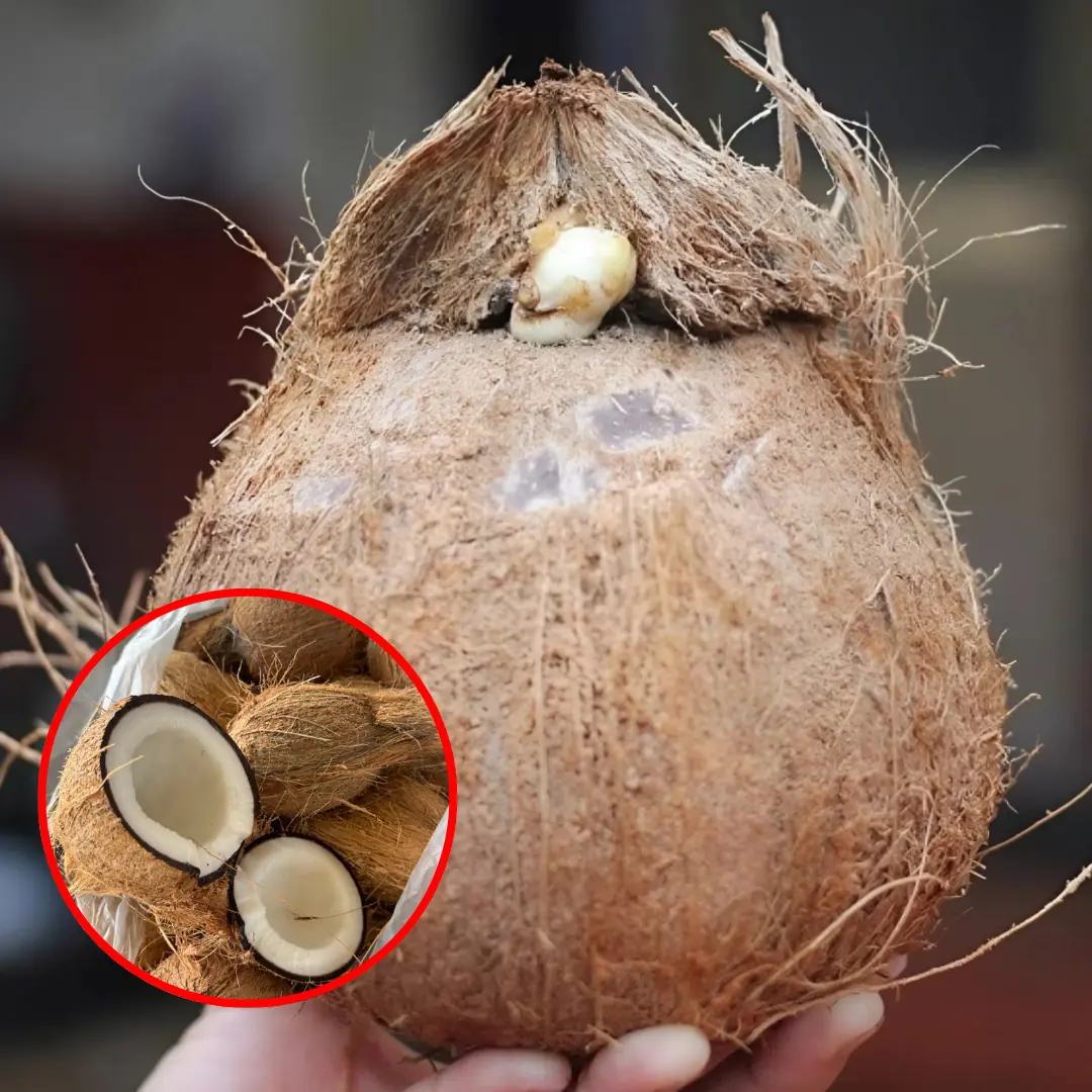 Health Benefits of Coconut: Why This Tropical Superfood Is So Powerful