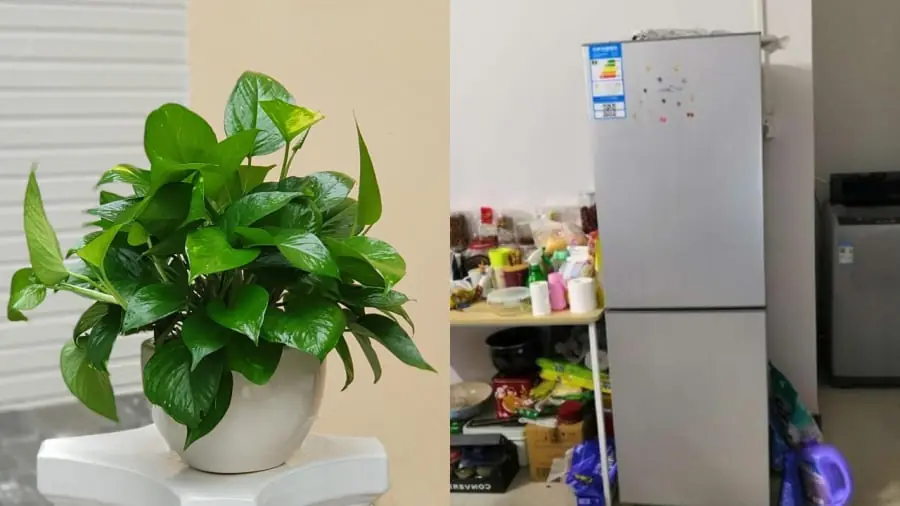 3 common things you should avoid storing on top of your refrigerator