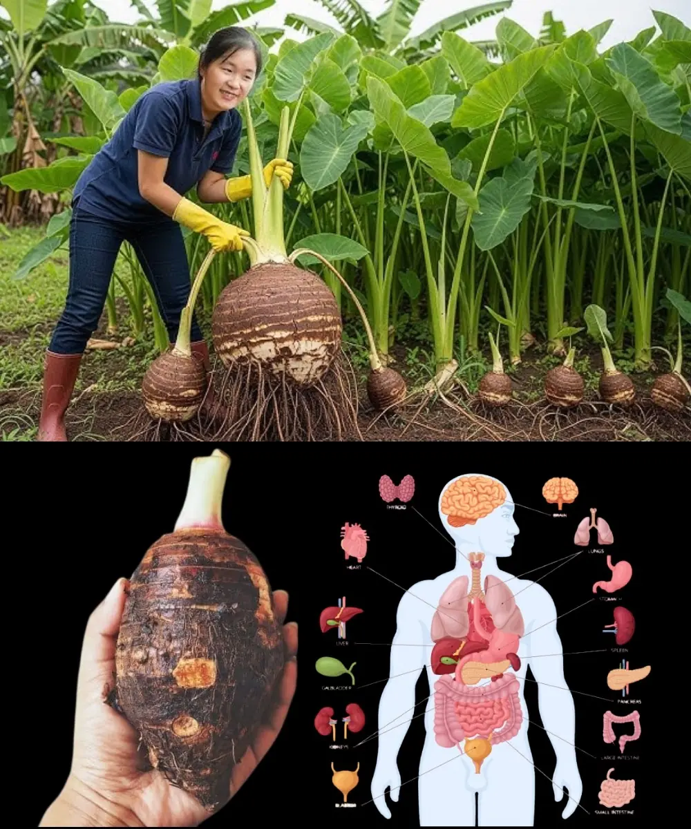 Why Taro Root Is So Good for You: 7 Surprising Benefits