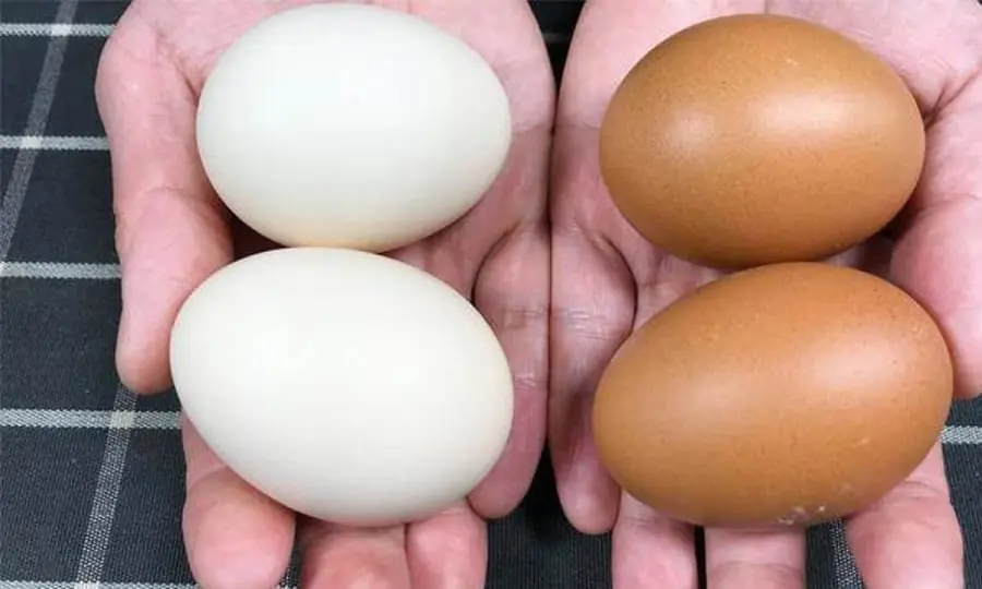 Red Eggs or White Eggs: What’s the Difference and Which Should You Choose?