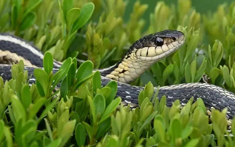 5 Garden Plants That May Attract Snakes – Number 1 Is Found in Many Homes