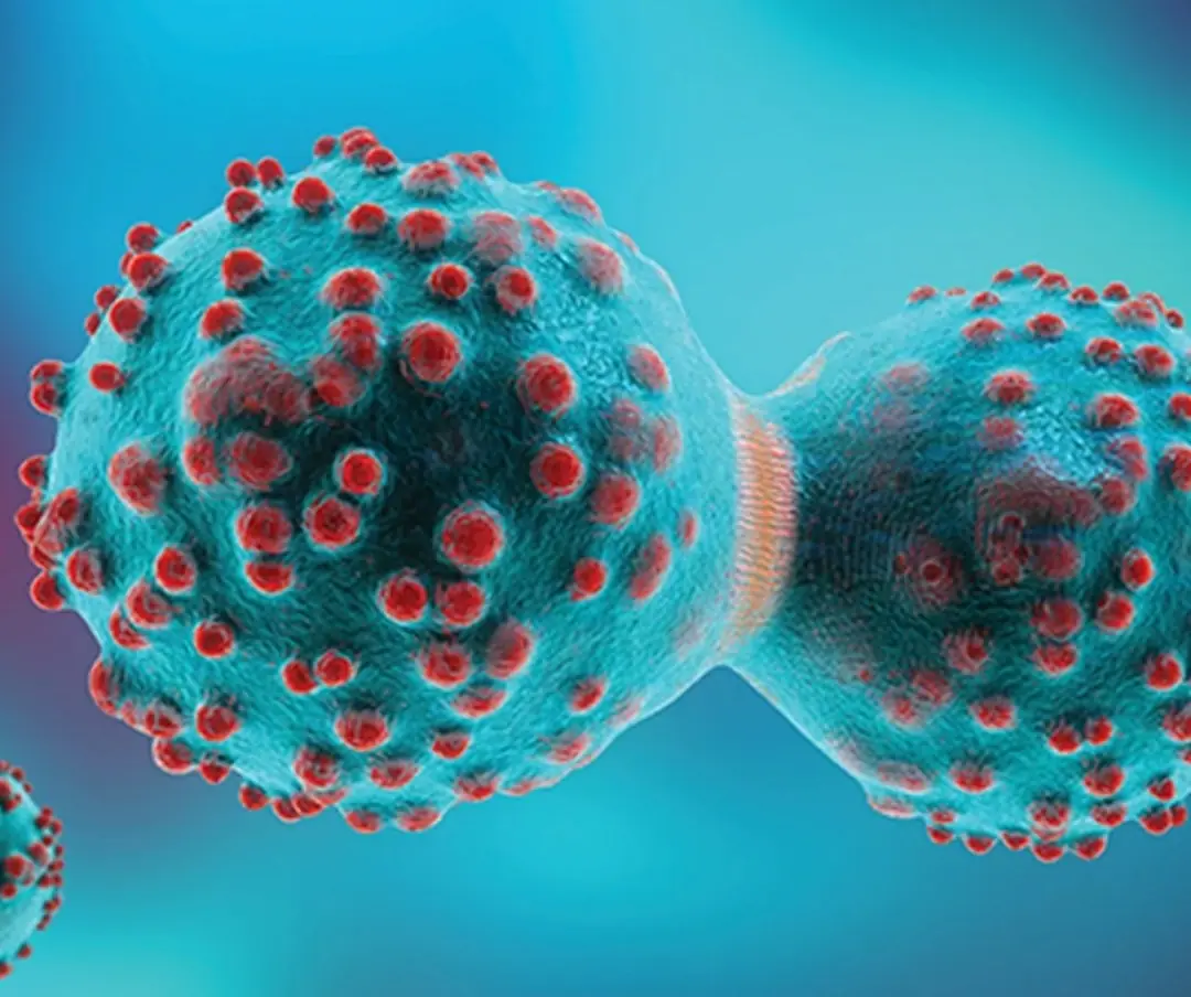 Rapamycin Reduces Lung Tumor Count by Up to 90% in Tobacco-Exposed Models....