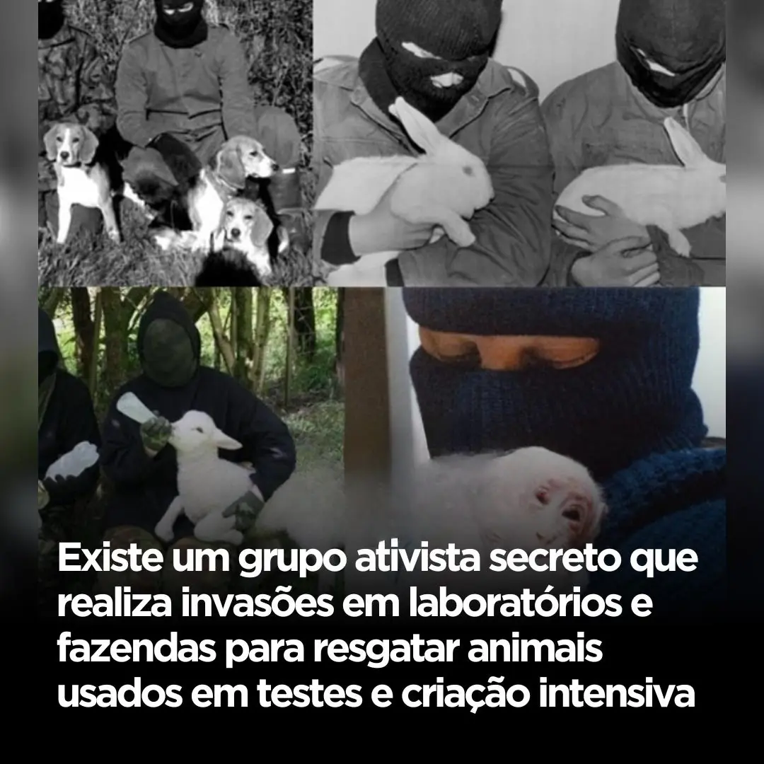 Um Grupo Ativista Secreto Que Invade Laboratórios Para Resgatar Animais